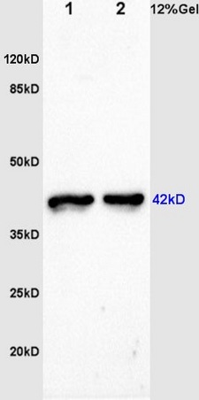 L1 and L2 rat skeletal muscle lysates probed: : Anti-F-Actin (bs-1571R) at 1:200 in 4˚C. Followed by conjugation to secondary antibody (bs-0295G-HRP) at 1:3000 90min in 37˚C. Predicted and observed band size: 42kDa