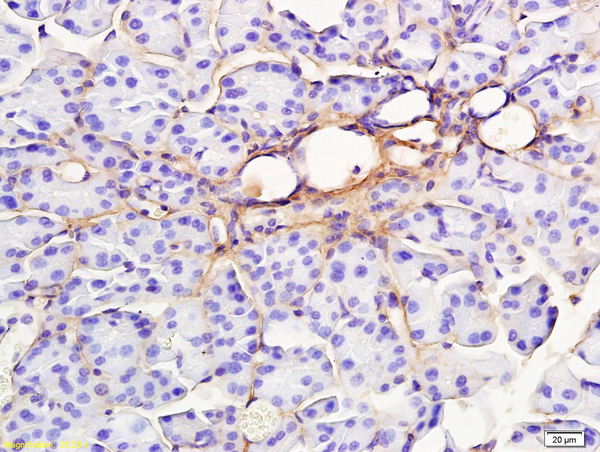 Formalin-fixed and paraffin embedded rat pancreas labeled with Anti-RAP1GAP Polyclonal Antibody, Unconjugated (bs-2918R) at 1:200 followed by conjugation to the secondary antibody and DAB staining