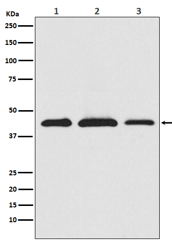 AKT1S1 Recombinant Antibody
