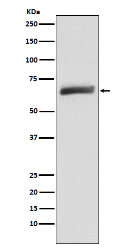 Primary Antibodies – Tagged Primary Antibodies – Tagged
