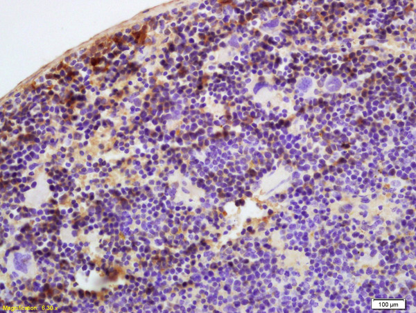 Formalin-fixed and paraffin embedded mouse spleen labeled with Anti-ATH III/Antithrombin III Polyclonal Antibody, Unconjugated (bs-1636R) at 1:200 followed by conjugation to the secondary antibody and DAB staining