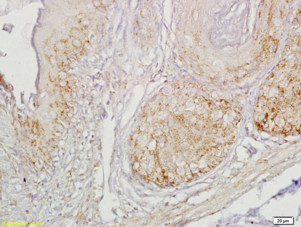 Formalin-fixed and paraffin embedded mouse stomach labeled with Anti-Gastrin receptor Polyclonal Antibody, Unconjugated (bs-1777R) at 1:200 followed by conjugation to the secondary antibody and DAB staining