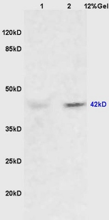 Lane 1: mouse heart lysates Lane 2: mouse brain lysates probed with Anti ERK1\/2(p42\/p42 MAPK) Polyclonal Antibody, Unconjugated (bs-2637R) at 1:200 in 4˚C. Followed by conjugation to secondary antibody (bs-0295G-HRP) at 1:3000 90min in 37˚C. Predicted band 42kD. Observed band size: 42kD.