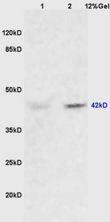 Lane 1: mouse heart lysates Lane 2: mouse brain lysates probed with Anti ERK1/2(p42/p42 MAPK) Polyclonal Antibody, Unconjugated (bs-2637R) at 1:200 in 4˚C. Followed by conjugation to secondary antibody (bs-0295G-HRP) at 1:3000 90min in 37˚C. Predicted band 42kD. Observed band size: 42kD.