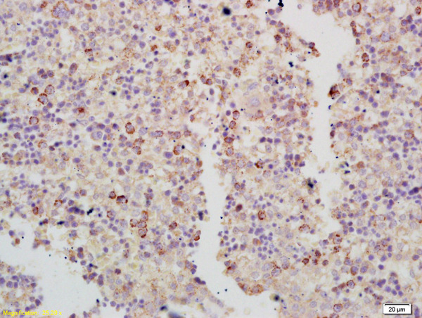 Formalin-fixed and paraffin embedded mouse embryo labeled with Anti-RASA3 Polyclonal Antibody, Unconjugated (bs-5954R) at 1:200 followed by conjugation to the secondary antibody and DAB staining