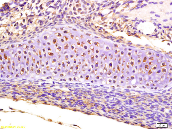 Formalin-fixed and paraffin embedded mouse embryo labeled with Anti-CRLF1 Polyclonal Antibody, Unconjugated (bs-8663R) at 1:200 followed by conjugation to the secondary antibody and DAB staining