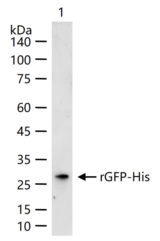 His tag Recombinant Antibody, HRP Conjugated