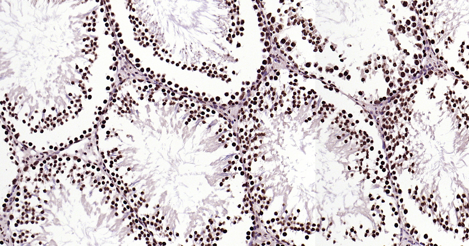 Histone H3 Monoclonal Antibody, Biotin Conjugated