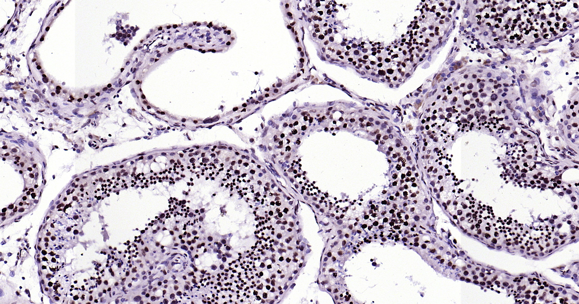 Histone H3 Monoclonal Antibody, Biotin Conjugated