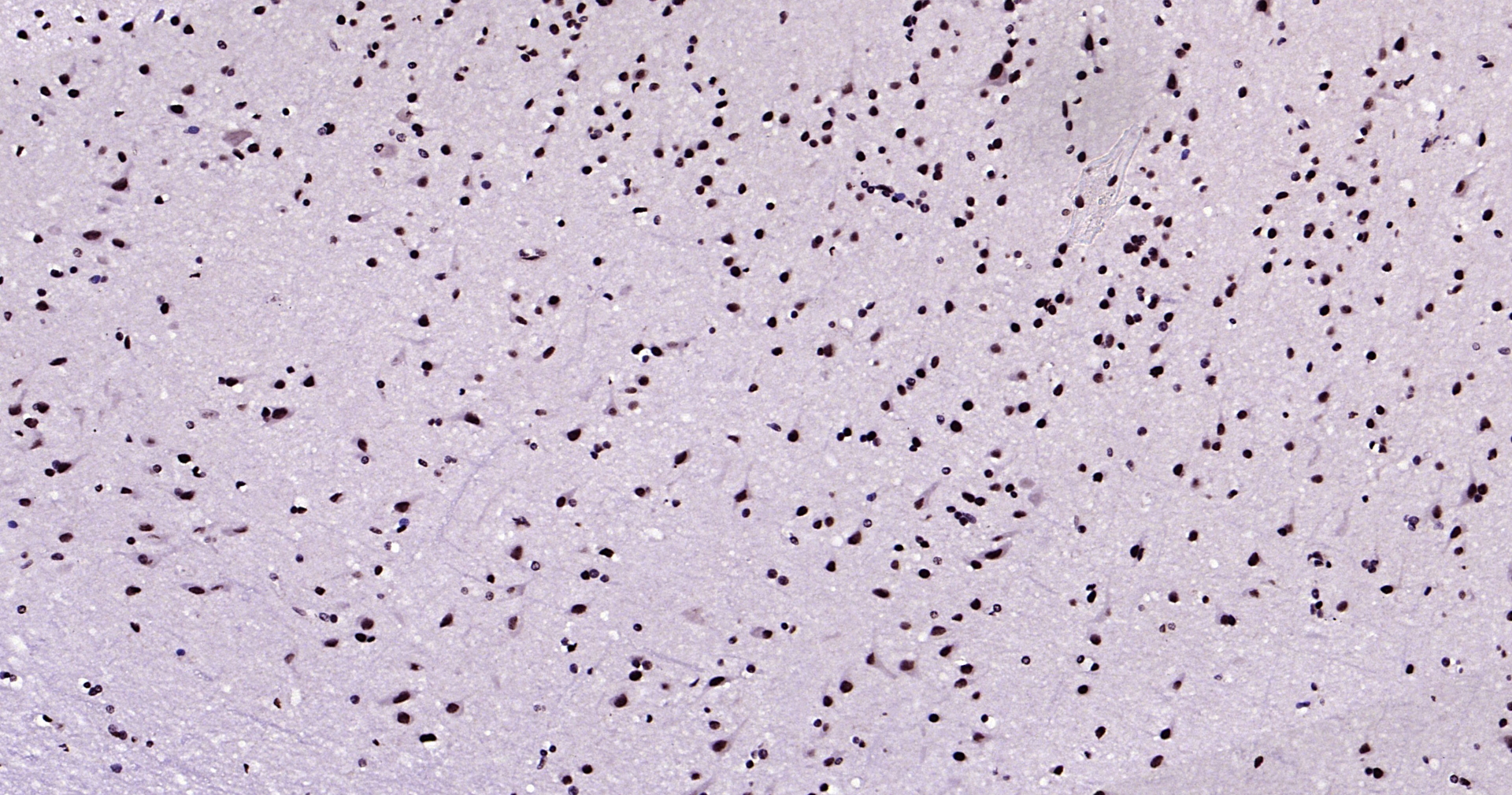 Histone H3 Monoclonal Antibody, Biotin Conjugated
