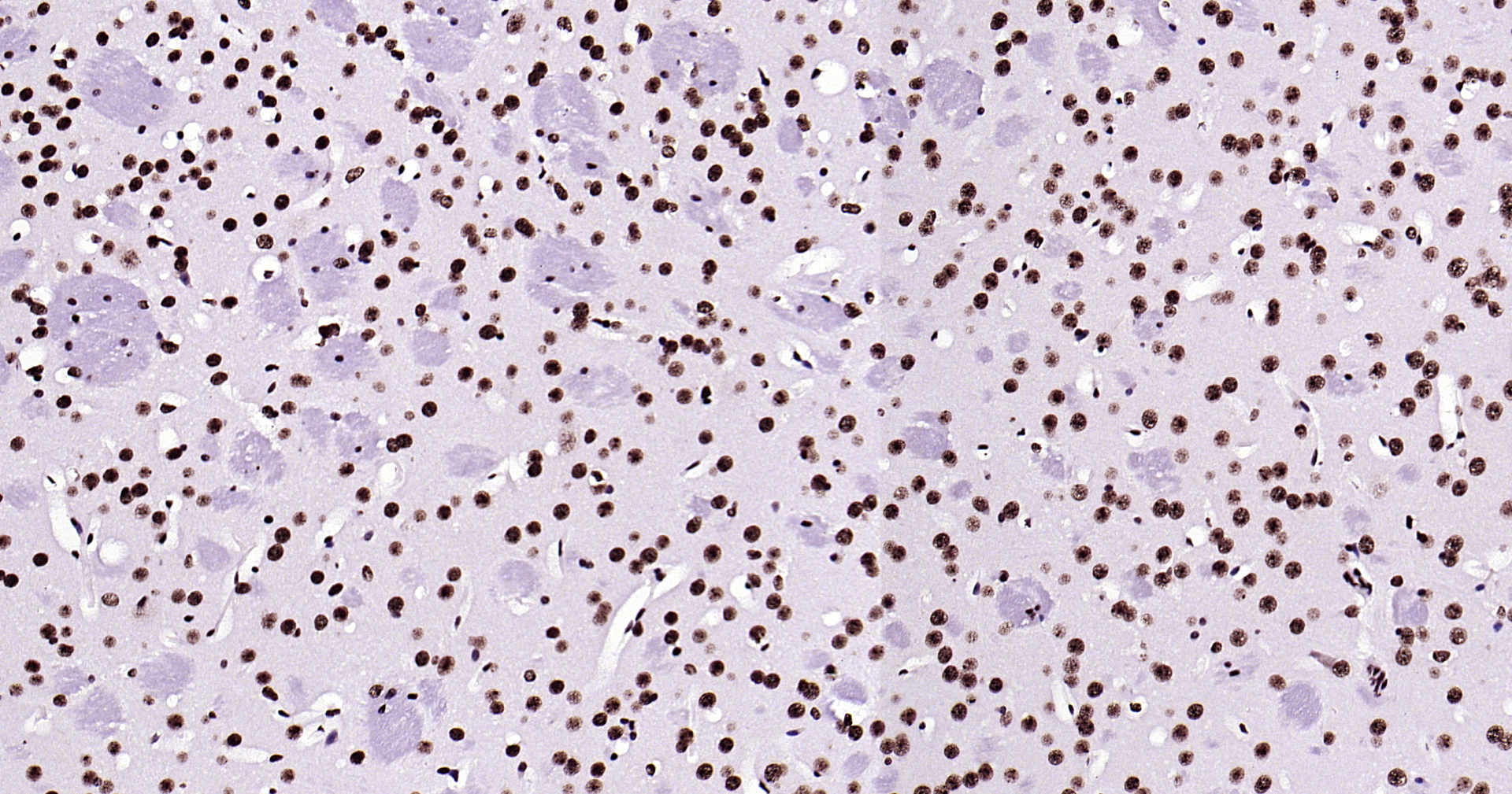 Histone H3 Monoclonal Antibody, Biotin Conjugated