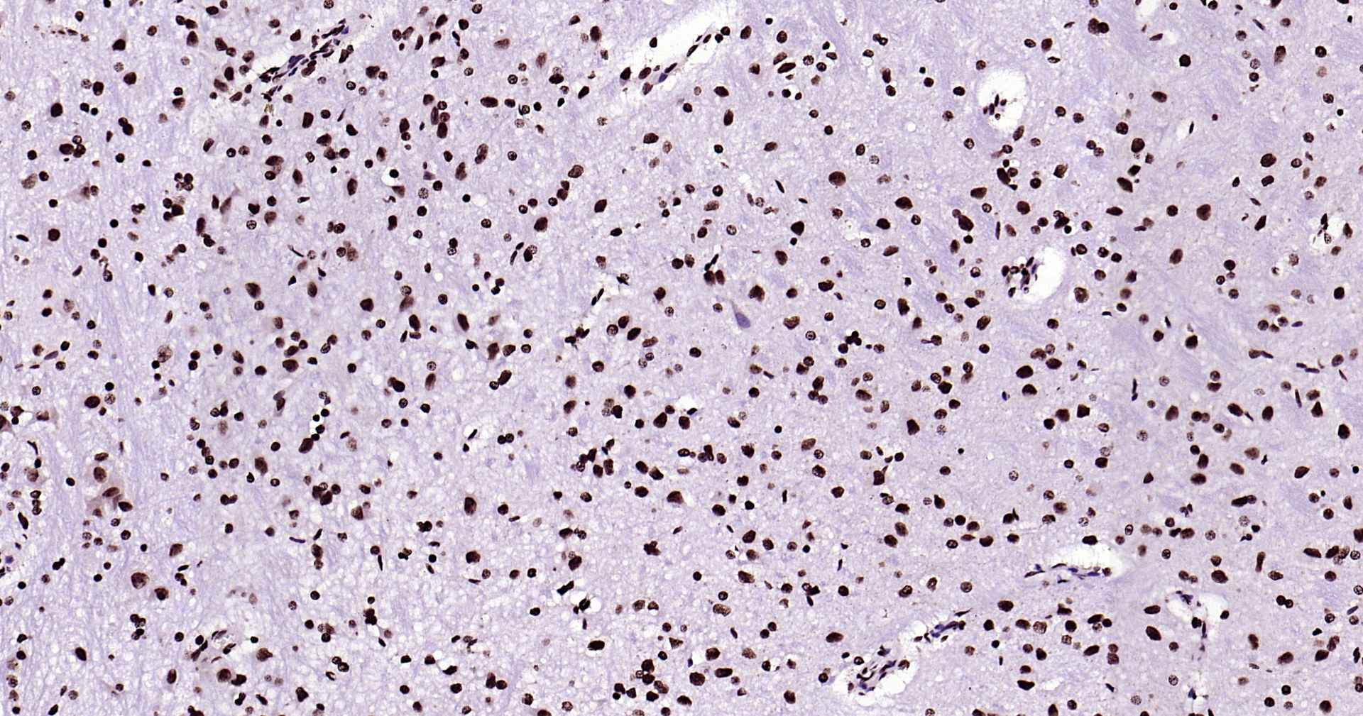 Histone H3 Monoclonal Antibody, Biotin Conjugated