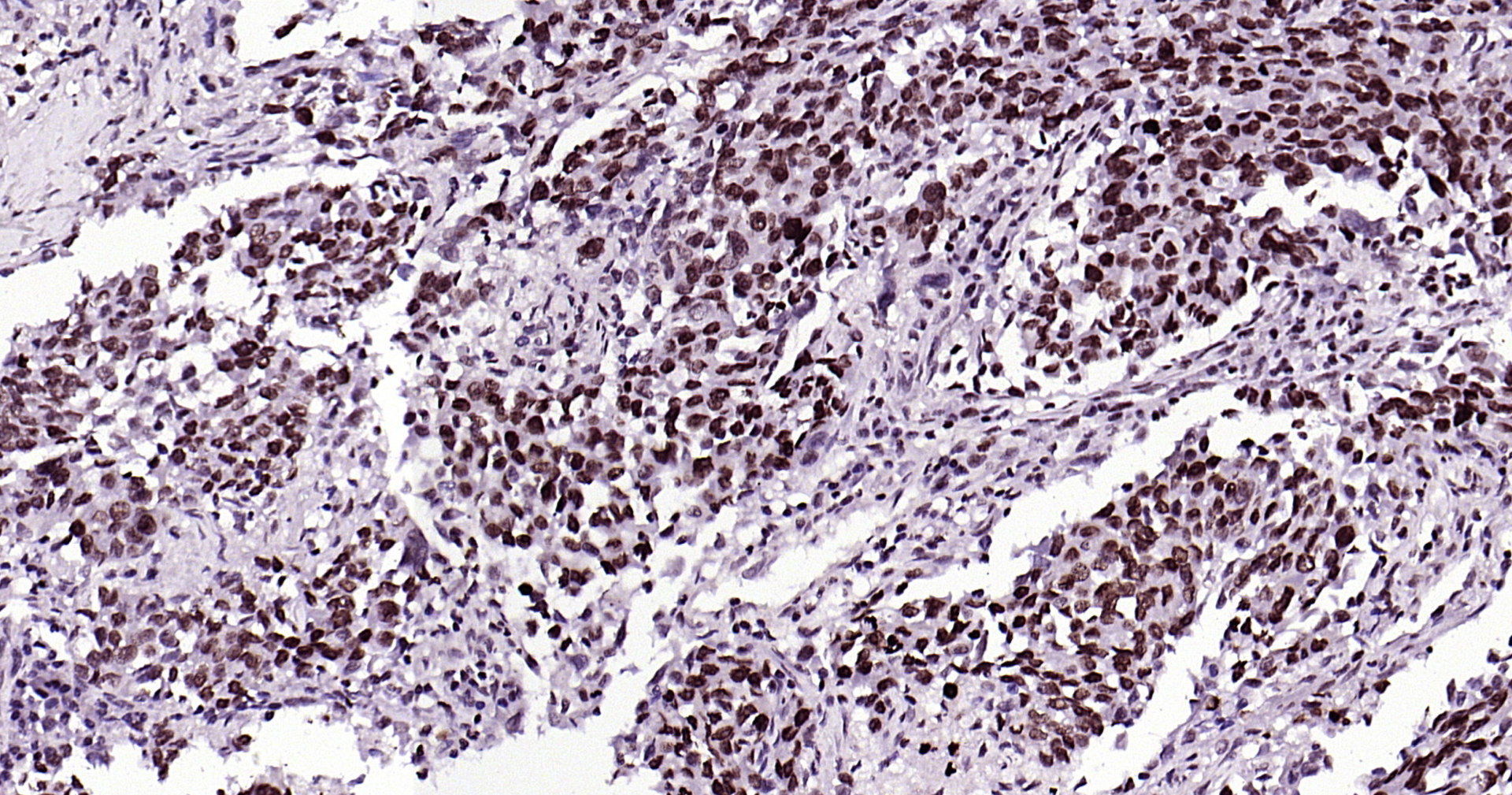 Histone H3 Monoclonal Antibody, Biotin Conjugated