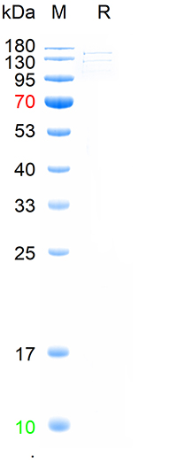 Recombinant CRISPR-Cas9  protein, C-His