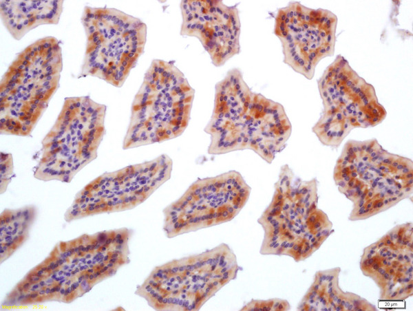 Formalin-fixed and paraffin embedded mouse intestine labeled with Anti-FGFBP1 Polyclonal Antibody (bs-1768R), Unconjugated 1:200 followed by conjugation to the secondary antibody and DAB staining