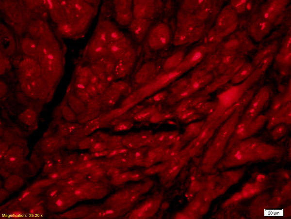 Formalin-fixed and paraffin embedded rat heart labeled with Anti- ACHE/Acetylcholinesterase Polyclonal Antibody, Unconjugated (bs-2511R) at 1:200 followed by conjugation to the secondary antibody Goat Anti-Rabbit IgG, Cy3 conjugated(bs-0295G-Cy3) used at 1:200 dilution for 40 minutes at 37°C