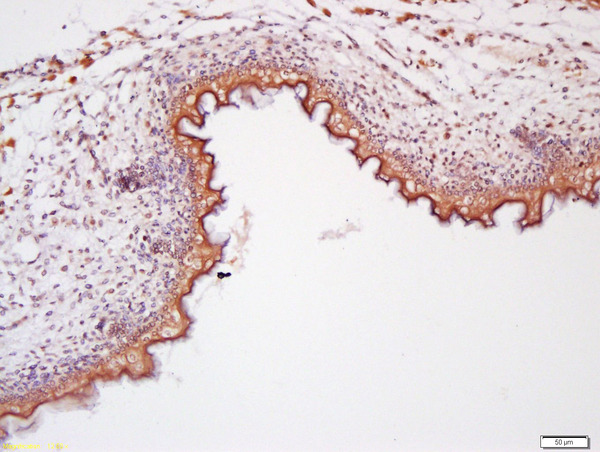 Formalin-fixed and paraffin embedded mouse embryo labeled with Anti-Wnt11 Polyclonal Antibody, Unconjugated (bs-8568R) at 1:200 followed by conjugation to the secondary antibody and DAB staining