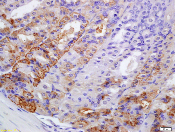 Formalin-fixed and paraffin embedded mouse stomach labeled with Anti-PERK Polyclonal Antibody, Unconjugated (bs-2469R) at 1:200 followed by conjugation to the secondary antibody and DAB staining\\n