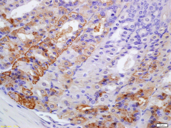 Formalin-fixed and paraffin embedded mouse stomach labeled with Anti-PERK Polyclonal Antibody, Unconjugated (bs-2469R) at 1:200 followed by conjugation to the secondary antibody and DAB staining\n