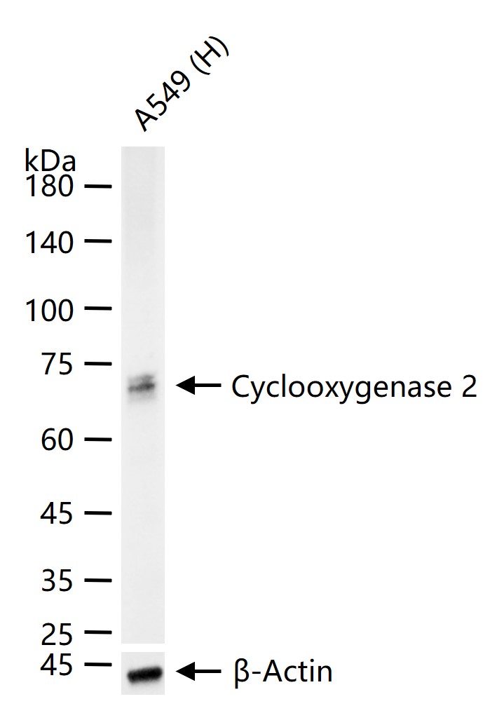 COX2/Cyclooxygenase 2 Recombinant Antibody