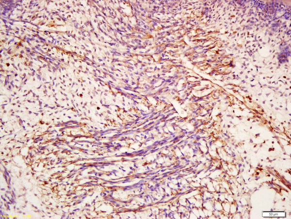 Formalin-fixed and paraffin embedded mouse embryo labeled with Anti-CHI3L1 Polyclonal Antibody, Unconjugated (bs-1093R) at 1:300 followed by conjugation to the secondary antibody and DAB staining