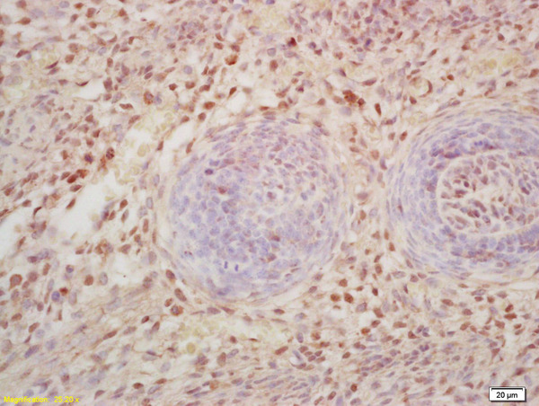 Formalin-fixed and paraffin embedded mouse embryo labeled with Rabbit Anti FOXD3 Polyclonal Antibody, Unconjugated (bs-11518R) at 1:200 followed by conjugation to the secondary antibody and DAB staining