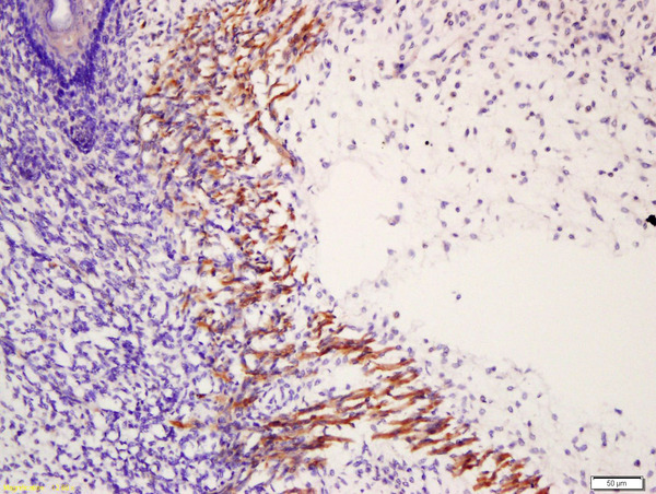 Formalin-fixed and paraffin embedded mouse embryonic muscle labeled with Anti-phospho-MYL6(Tyr29+Ser30)Polyclonal Antibody, Unconjugated (bs-5478R) at 1:200 followed by conjugation to the secondary antibody and DAB staining