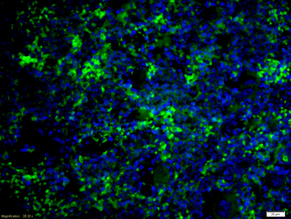 Formalin-fixed and paraffin embedded mouse spleen labeled with Anti-caspase-8 subunit p18 Polyclonal Antibody, Unconjugated (bs-6463R) at 1:200 followed by conjugation to the secondary antibody Goat Anti-Rabbit IgG, AF488 conjugated(bs-0295G-A488) used at 1:200 dilution for 40 minutes at 37\u00b0C and DAPI staining
