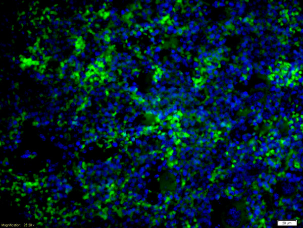 Formalin-fixed and paraffin embedded mouse spleen labeled with Anti-caspase-8 subunit p18 Polyclonal Antibody, Unconjugated (bs-6463R) at 1:200 followed by conjugation to the secondary antibody Goat Anti-Rabbit IgG, AF488 conjugated(bs-0295G-A488) used at 1:200 dilution for 40 minutes at 37°C and DAPI staining