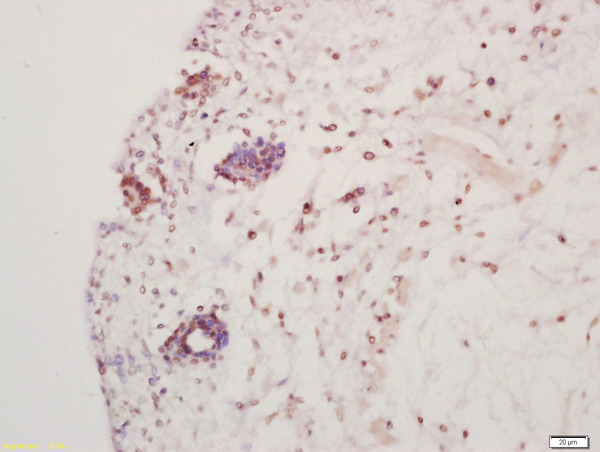 Formalin-fixed and paraffin embedded mouse embryo labeled with Anti-Hes5 Polyclonal Antibody, Unconjugated (bs-3767R) at 1:200 followed by conjugation to the secondary antibody and DAB staining
