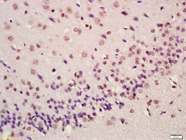 Anti-Brn-2 (POU3F2) Antibody, clone 8C4.2 clone 8C4.2, from mouse