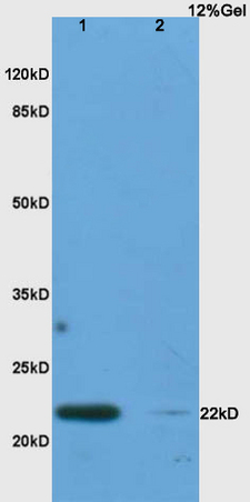 Lane 1: rat lung lysates Lane 2: rat pancreas lysates probed with Anti IL-17C Polyclonal Antibody, Unconjugated (bs-2611R) at 1:200 in 4˚C. Followed by conjugation to secondary antibody (bs-0295G-HRP) at 1:3000 90min in 37˚C. Predicted band 22kD. Observed band size: 22kD