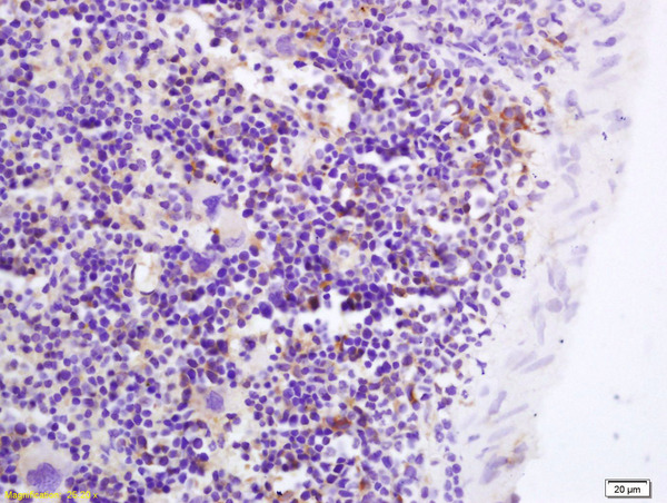 Formalin-fixed and paraffin embedded mouse spleen labeled with Anti-GPR43 Polyclonal Antibody, Unconjugated (bs-13536R) at 1:200 followed by conjugation to the secondary antibody and DAB staining