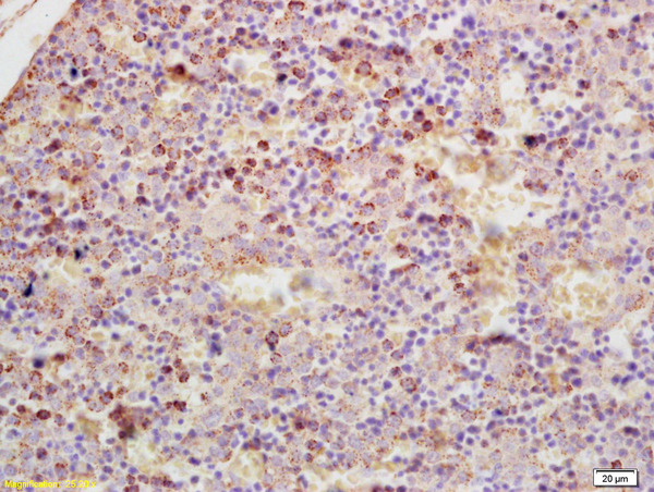 Formalin-fixed and paraffin embedded mouse embryo tissue labeled with Rabbit Anti-GDPD3 Polyclonal Antibody (bs-9206R) at 1:200 followed by conjugation to the secondary antibody and DAB staining.