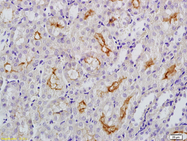Formalin-fixed and paraffin embedded mouse kidney labeled with Anti-Klotho Polyclonal Antibody, Unconjugated (bs-2925R) at 1:200 followed by conjugation to the secondary antibody and DAB staining