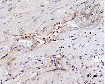 Images provided the Independent Validation Program (badge number 28751): Formalin-fixed and paraffin embedded mouse heart labeled with Rabbit Anti-alpha Elastin Polyclonal Antibody (bs-1756R) at 1:1000 4 °C temperature overnight 4 °C followed by conjugation to secondary antibody.