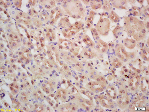 Formalin-fixed and paraffin embedded mouse kidney labeled with Rabbit Anti INTS3 Polyclonal Antibody, Unconjugated (bs-9766R) at 1:200 followed by conjugation to the secondary antibody and DAB staining