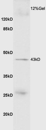 Mouse skeletal muscle lysate probed with Anti GDF8/MSTN Polyclonal Antibody, Unconjugated (bs-1288R) at 1:200 overnight at 4˚C. Followed by conjugation to secondary antibody (bs-0295G-HRP) at 1:3000 for 90 min at 37˚C. Predicted band 43kD. Observed band size: 43kD