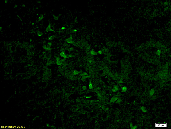 Formalin-fixed and paraffin-embedded rat brain labeled with Anti-Histone H3 Polyclonal Antibody, Unconjugated(bs-0349R) 1:200, overnight at 4\u00b0C, The secondary antibody was Goat Anti-Rabbit IgG, Cy3 conjugated(bs-0295G-Cy3)used at 1:200 dilution for 40 minutes at 37\u00b0C.