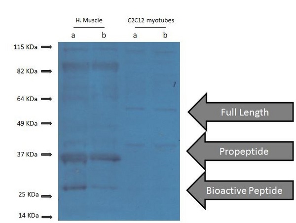 Generously provided by Bradley Elliott from University of Westminster as part of the Bioss Discovery Program. Lanes 1 and 2 are human muscle lysates and Lanes 3 and 4 are C2C12 cells. Rabbit Anti-GDF8/MSTN Polyclonal Antibody (bs-1288R) was used at a dilution of 1:1000, overnight at 4C.