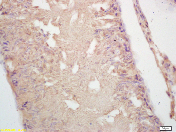 Formalin-fixed and paraffin embedded rat testis labeled with Rabbit Anti GAD65 Polyclonal Antibody, Unconjugated (bs-0400R) at 1:200 followed by conjugation to the secondary antibody and DAB staining