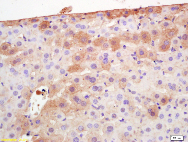 Formalin-fixed and paraffin embedded mouse liver labeled with  Rabbit Anti Adiponectin Polyclonal Antibody, Unconjugated (bs-0471R) at 1:200 followed by conjugation to the secondary antibody and DAB staining