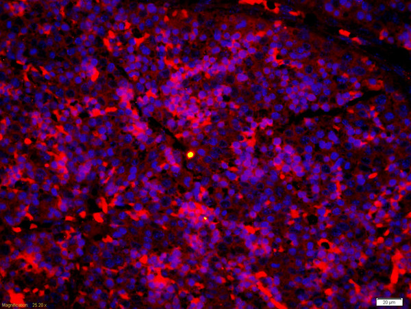 Formalin-fixed and paraffin-embedded liver of mouse embryo labeled with Anti-LTB4-R1/BLTR Polyclonal Antibody, Unconjugated(bs-2654R) 1:200, overnight at 4°C, The secondary antibody was Goat Anti-Rabbit IgG, Alexa Fluor 647 conjugated(bs-0295G-A647)used at 1:200 dilution for 40 minutes at 37°C.