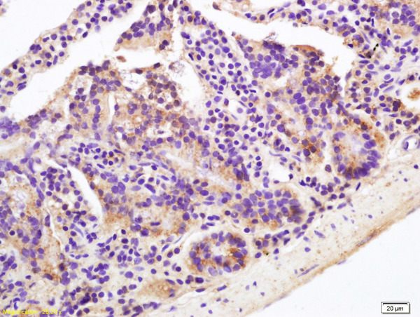 Formalin-fixed and paraffin embedded mouse intestine labeled with Rabbit Anti OAT-3 Polyclonal Antibody, Unconjugated (bs-0609R) at 1:200 followed by conjugation to the secondary antibody and DAB staining