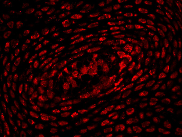 Formalin-fixed and paraffin-embedded mouse embryo labeled with Anti-HOXA10 Polyclonal Antibody, Unconjugated(bs-0022R) 1:200, overnight at 4°C, The secondary antibody was Goat Anti-Rabbit IgG,Cy3 conjugated(bs-0295G-Cy3)used at 1:200 dilution for 40 minutes at 37°C.