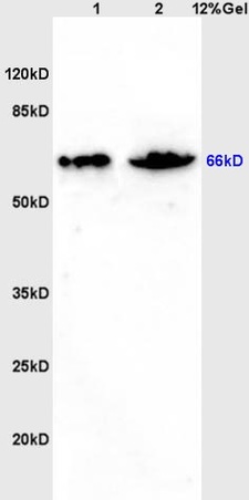 L1 rat brain lysates L2 mouse intestine lysates probed with Anti ZNF300 Polyclonal Antibody, Unconjugated (bs-0628R) at 1:200 overnight at 4˚C. Followed by conjugation to secondary antibody (bs-0295G-HRP) at 1:3000 for 90 min at 37˚C. Predicted band 66kD. Observed band size:66kD.\n