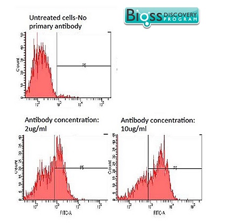 This image has been kindly submitted by Efi Tsouko from the University of Houston.\n\nHuman LNCaP prostate cancer cells stained with Rabbit Anti-GLUT12 Polyclonal Antibody (bs-2540R)for 30 minutes at 4°C.Followed by secondary antibody AlexaFluor488 incubation for 30min 4°C in the dark.\n This image has been kindly submitted by Efi Tsouko from the University of Houston.\n\nHuman LNCaP prostate cancer cells stained with Rabbit Anti-GLUT12 Polyclonal Antibody (bs-2540R)for 30 minutes at 4°C.Followed by secondary antibody AlexaFluor488 incubation for 30min 4°C in the dark.\n
