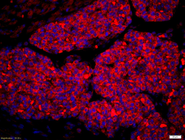 Formalin-fixed and paraffin-embedded mouse fetal liver labeled with Rabbit Anti-Amphiregulin Polyclonal Antibody, Unconjugated(bs-3847R) 1:200, overnight at 4°C, The secondary antibody was Goat Anti-Rabbit IgG,Cy3 conjugated(bs-0295G-Cy3)used at 1:200 dilution for 40 minutes at 37°C.\n