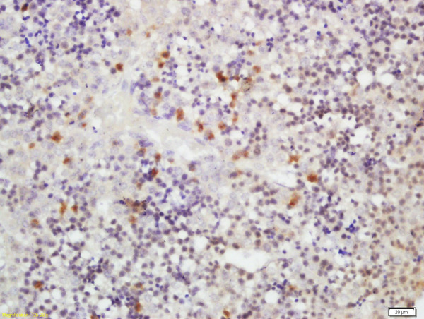 Formalin-fixed and paraffin embedded fetal mouse liver labeled with Rabbit Anti-RLBP1L1 Polyclonal Antibody, Unconjugated (bs-6569R) at 1:200 followed by conjugation to the secondary antibody and DAB staining