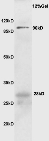 Mouse spleen lysate probed with Rabbit Anti-CD19 Polyclonal Antibody, Unconjugated (bs-0079R) at 1:200 overnight at 4˚C. Followed by conjugation to secondary antibody (bs-0295G-HRP) at 1:3000 for 90 min at 37˚C. Predicted band 59kD. Observed band size: 28kD and 90kD